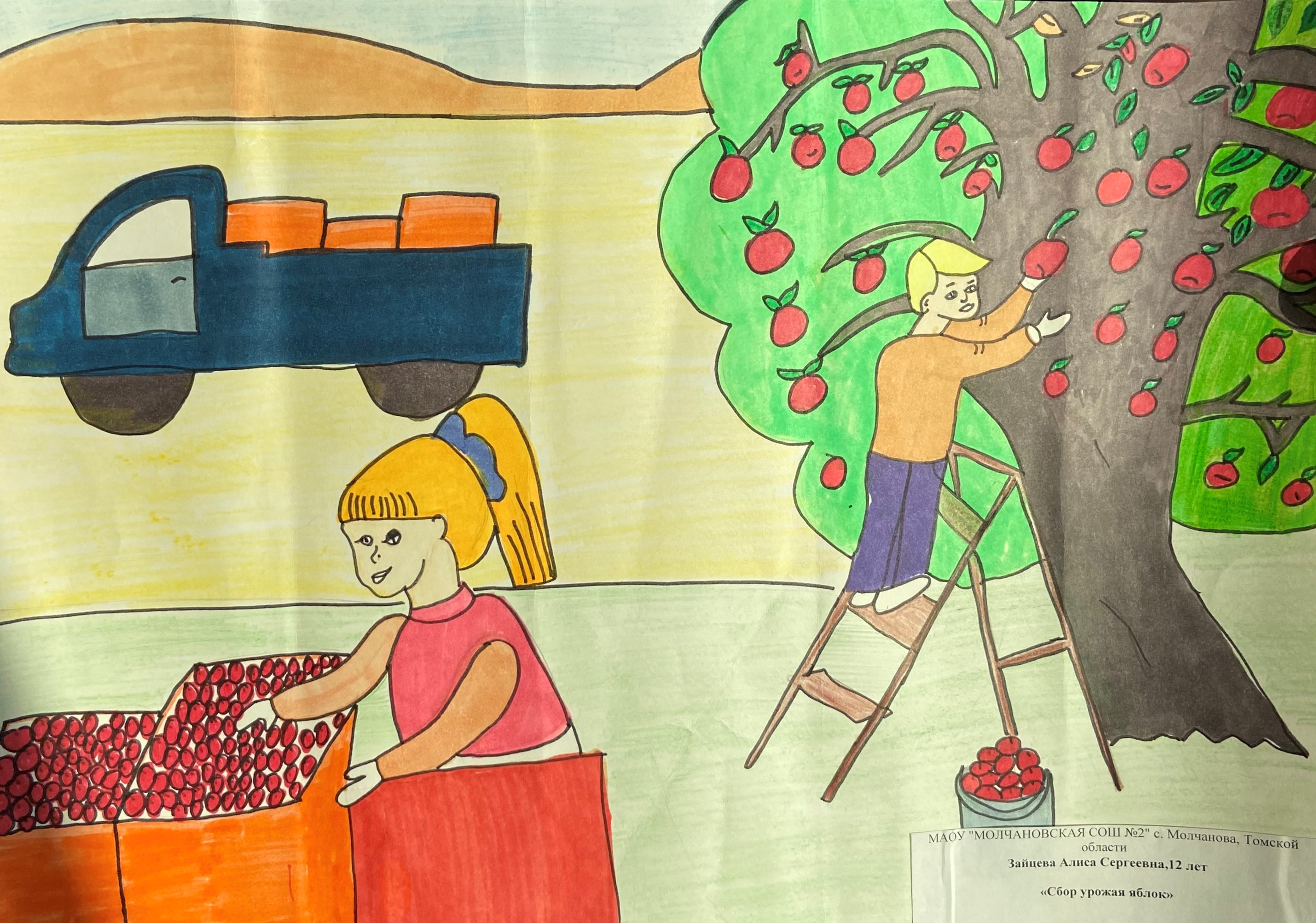 "Сбор урожая яблок", Алиса Зайцева, 12 лет
Молчановская СОШ №2